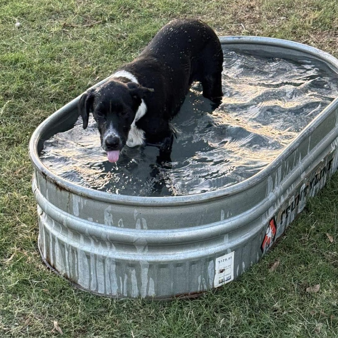 Harley — thumbnail 5