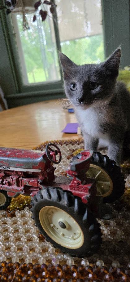 Cookie, Adoptable, Adult Female Domestic Short Hair & Domestic Short Hair.