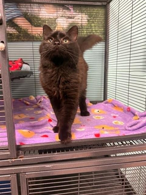 LEMON SHAKE UP, Adoptable, Young Male Domestic Long Hair.