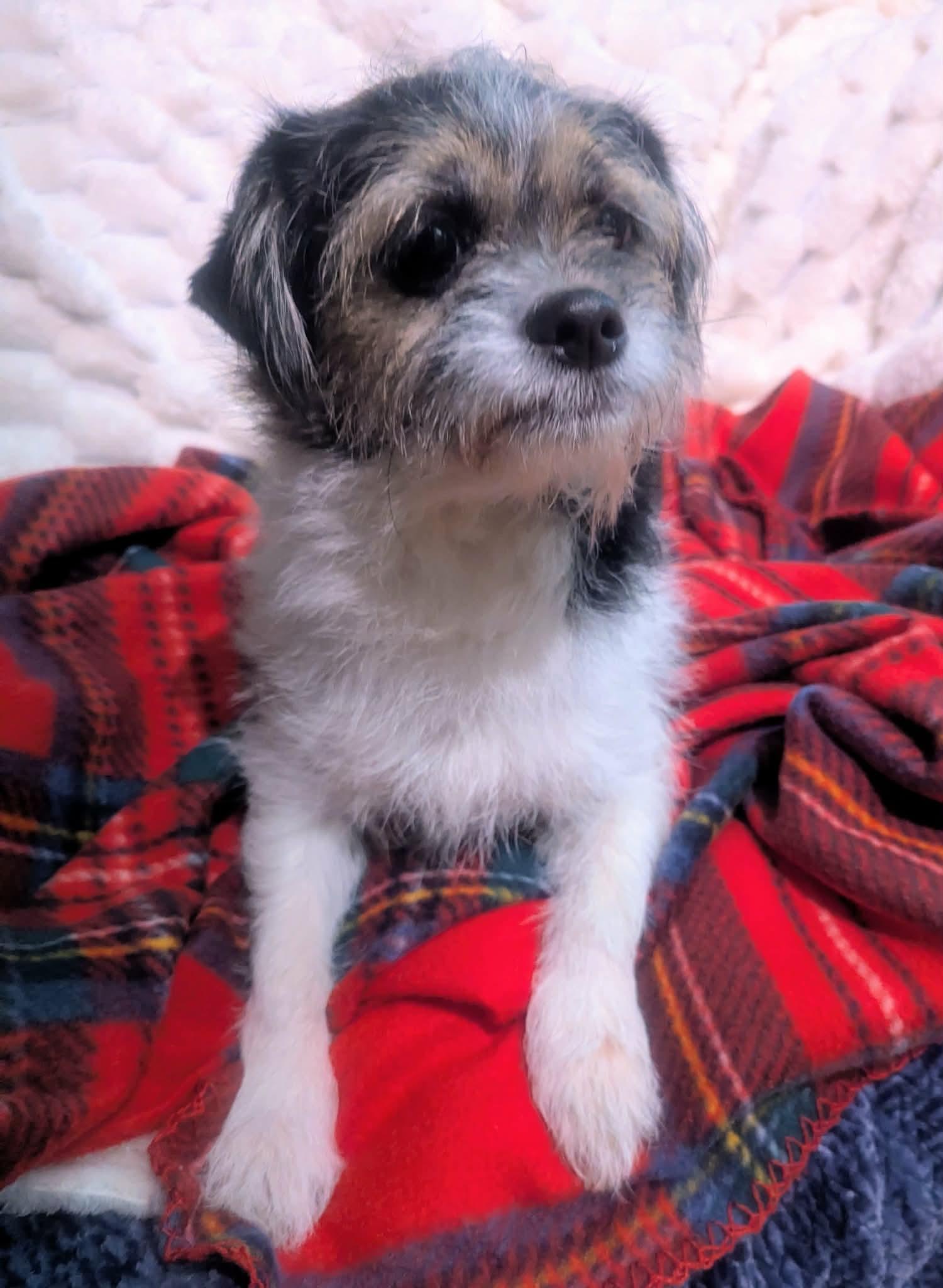 Jeff, an adopted mixed breed in Yorkville, IL image 2/4