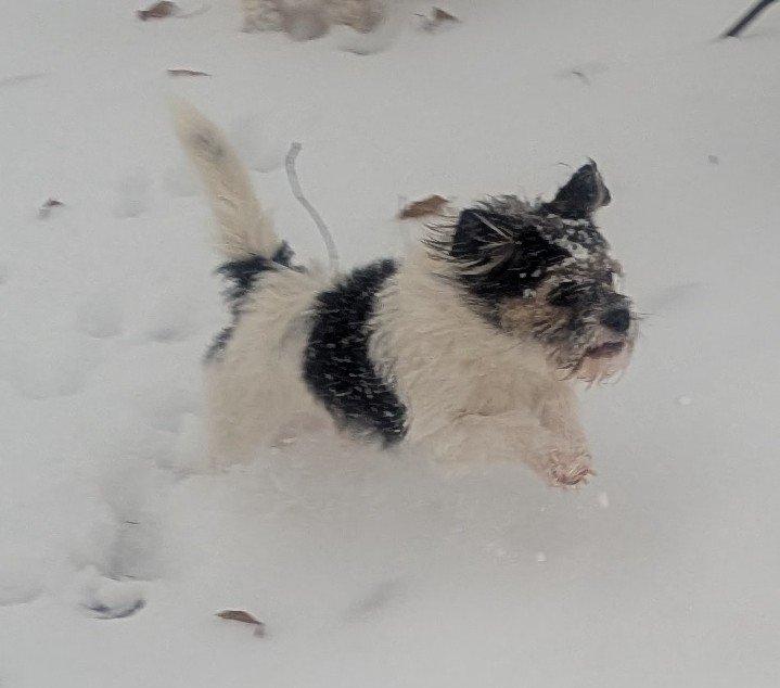 Jeff, an adopted mixed breed in Yorkville, IL image 4/4