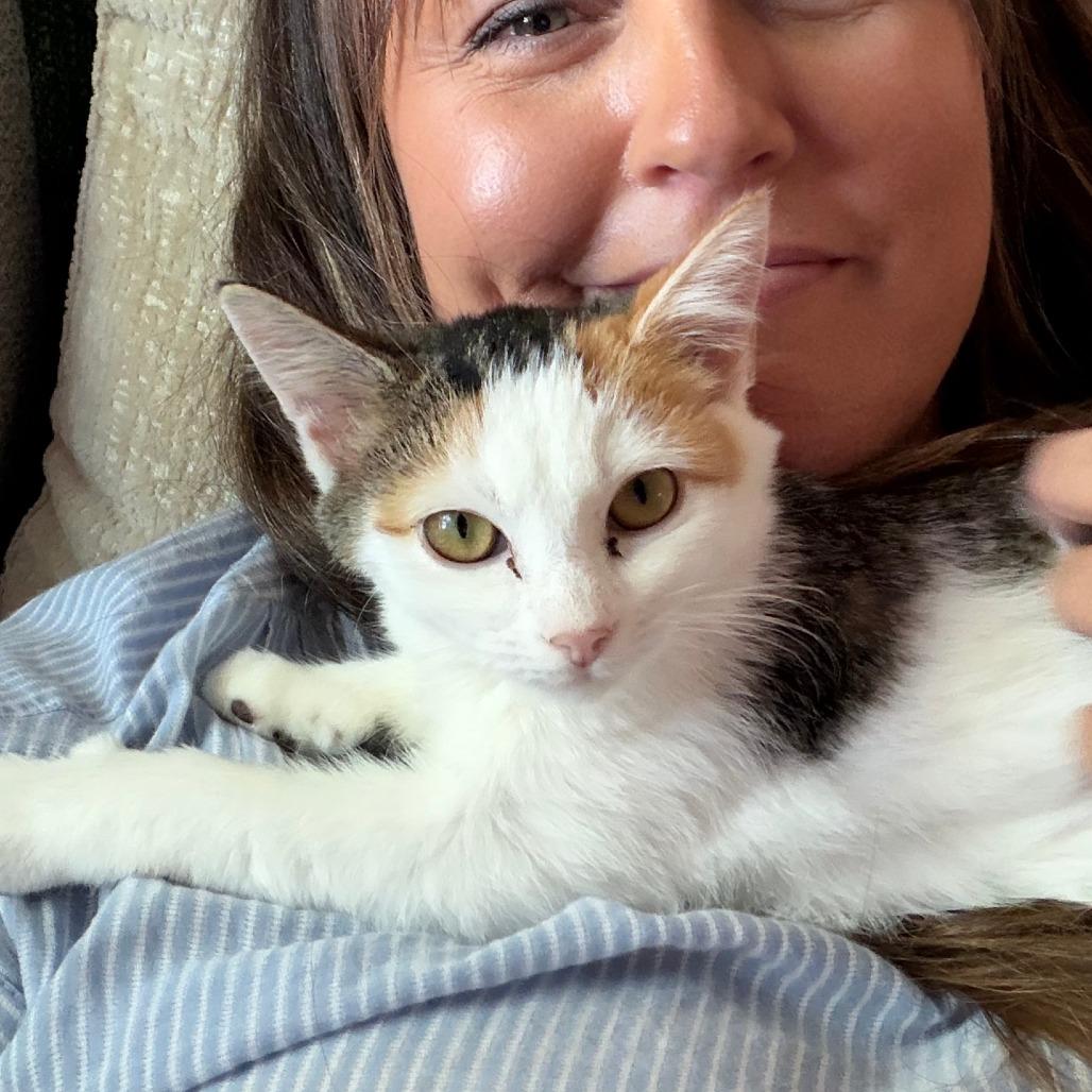 Lil' Kit, Adoptable, Kitten Female Domestic Short Hair.