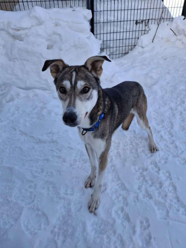 Enlarge RANGER, a ADOPTABLE mixed breed in Ironwood, MI image 3/3