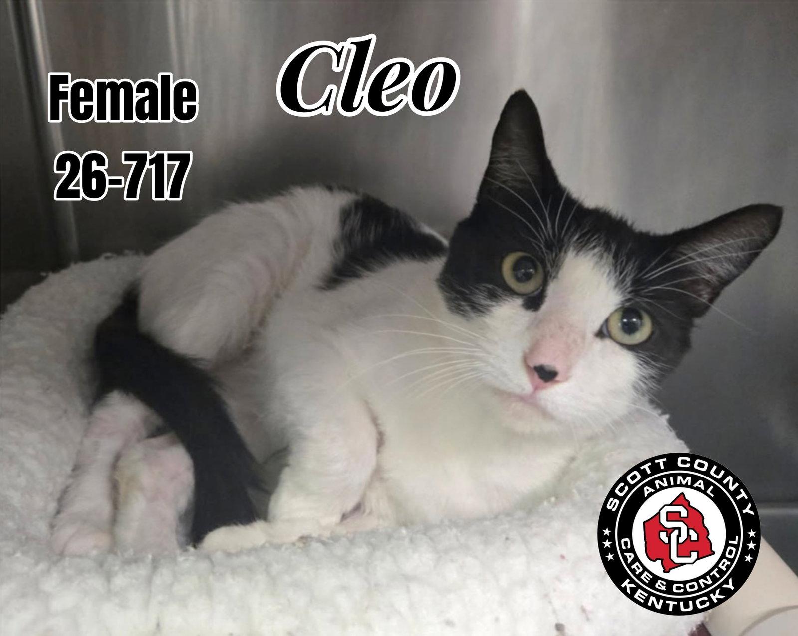 Cleo, Adoptable, Adult Female Domestic Short Hair.