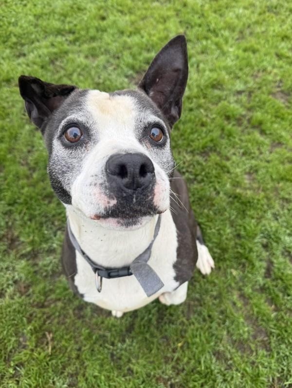 Doris, Adoptable, Senior Female American Staffordshire Terrier.