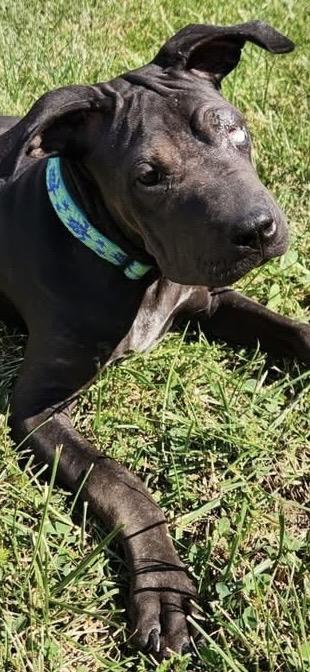 Enlarge Jett, a Adoptable mixed breed in Anabel, MO image 4/5