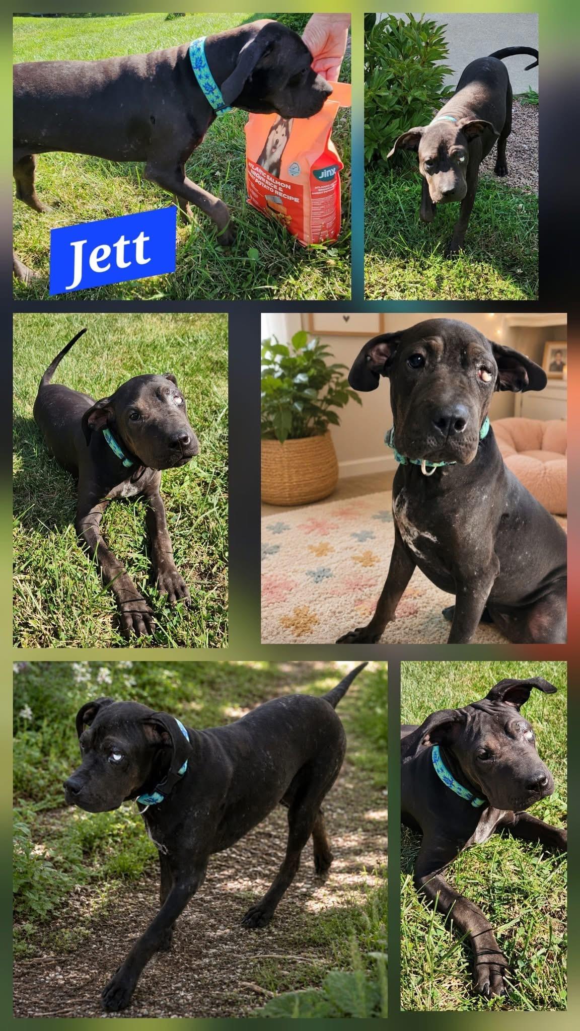 Enlarge Jett, a Adoptable mixed breed in Anabel, MO image 2/5