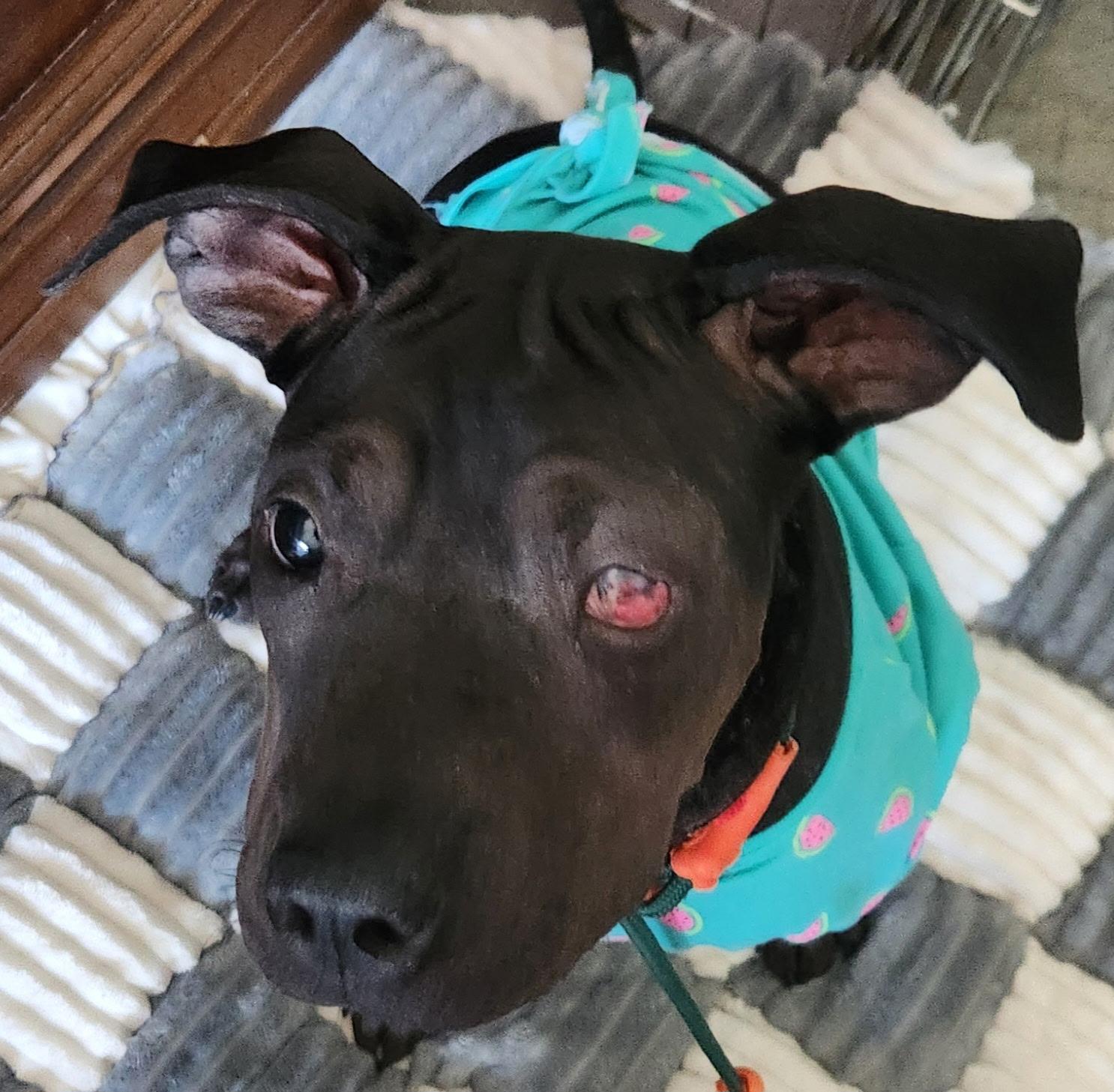 Enlarge Jett, a Adoptable mixed breed in Anabel, MO image 3/5