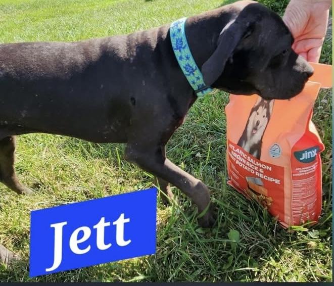 Enlarge Jett, a Adoptable mixed breed in Anabel, MO image 5/5