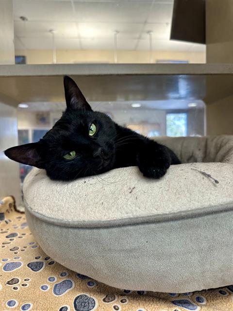 SHADOW, Adoptable, Adult Male Domestic Short Hair.
