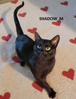 Enlarge SHADOW, a Adoptable Domestic Short Hair in Frisco, CO image 1/1