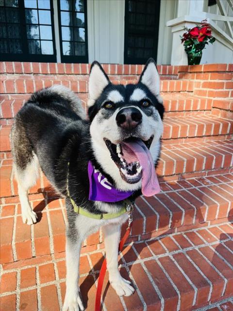MIA, Adoptable, Young Female Siberian Husky.