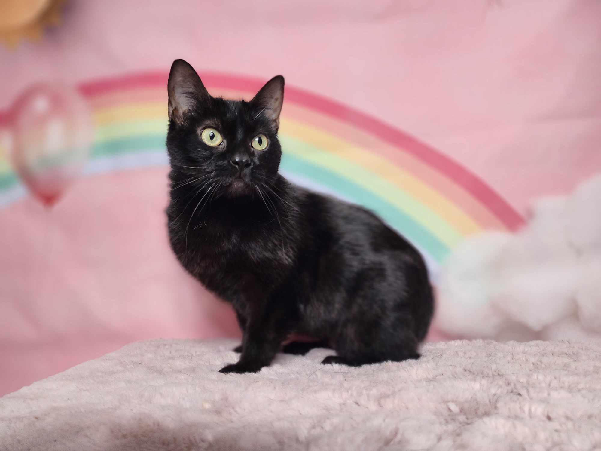 Enlarge Morgana, a Adoptable Domestic Short Hair in Greensburg, PA image 5/5