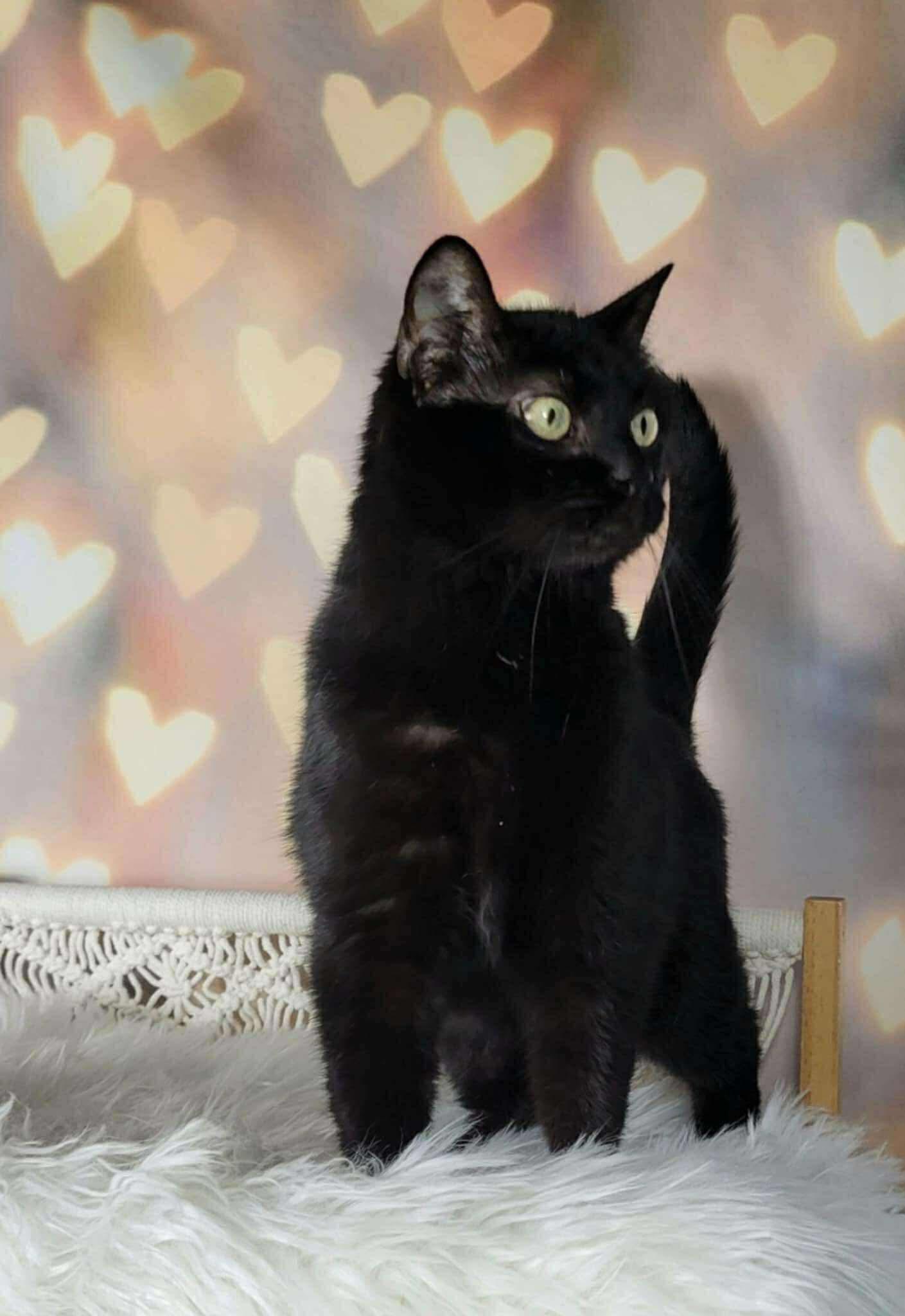 Enlarge Morgana, a Adoptable Domestic Short Hair in Greensburg, PA image 3/5