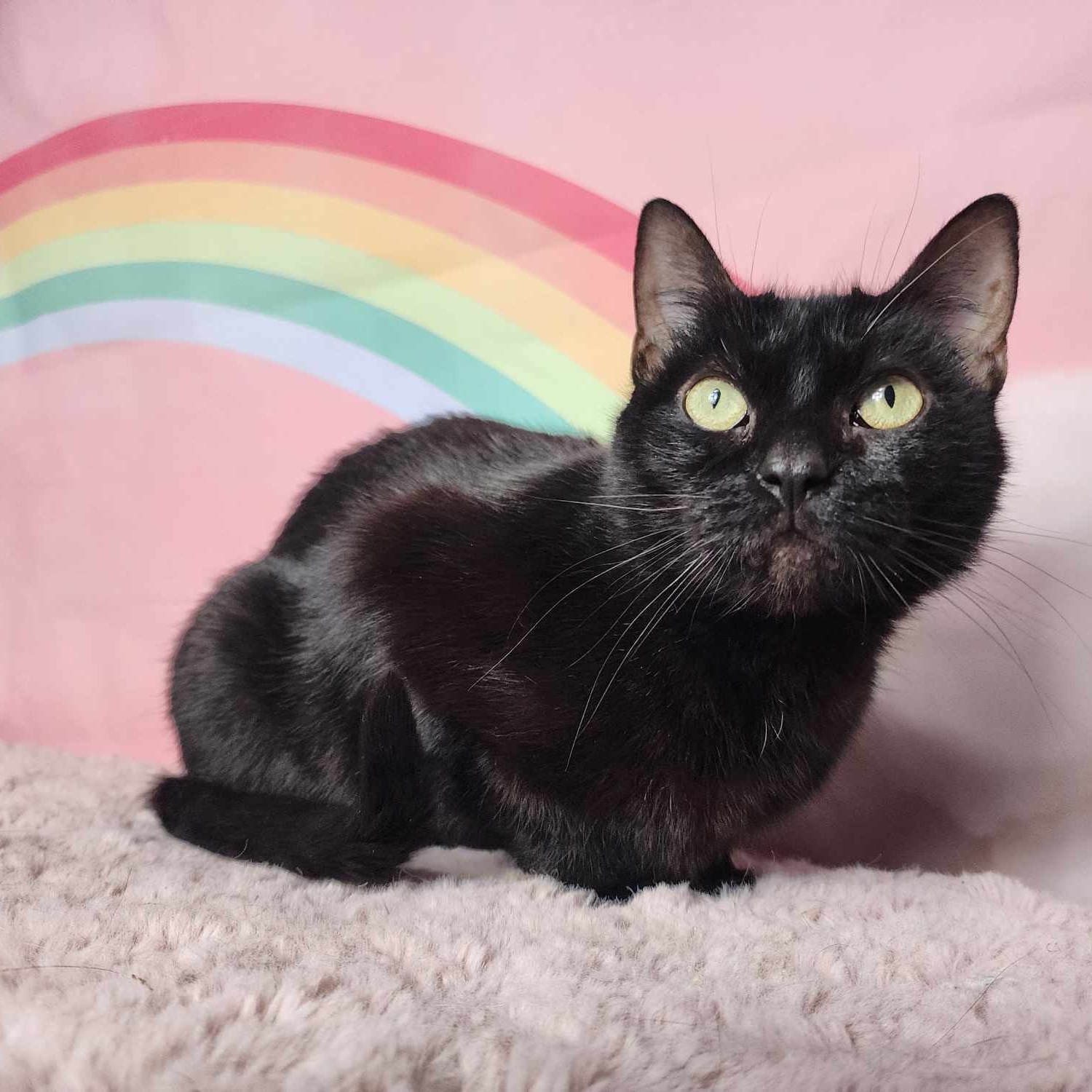 Enlarge Morgana, a Adoptable Domestic Short Hair in Greensburg, PA image 2/5