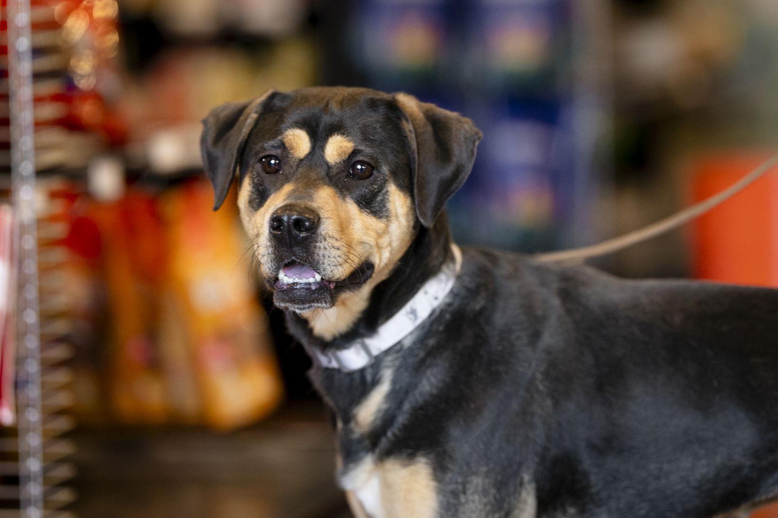 Enlarge Lulu, a Adoptable Hound in Garner, NC image 3/3