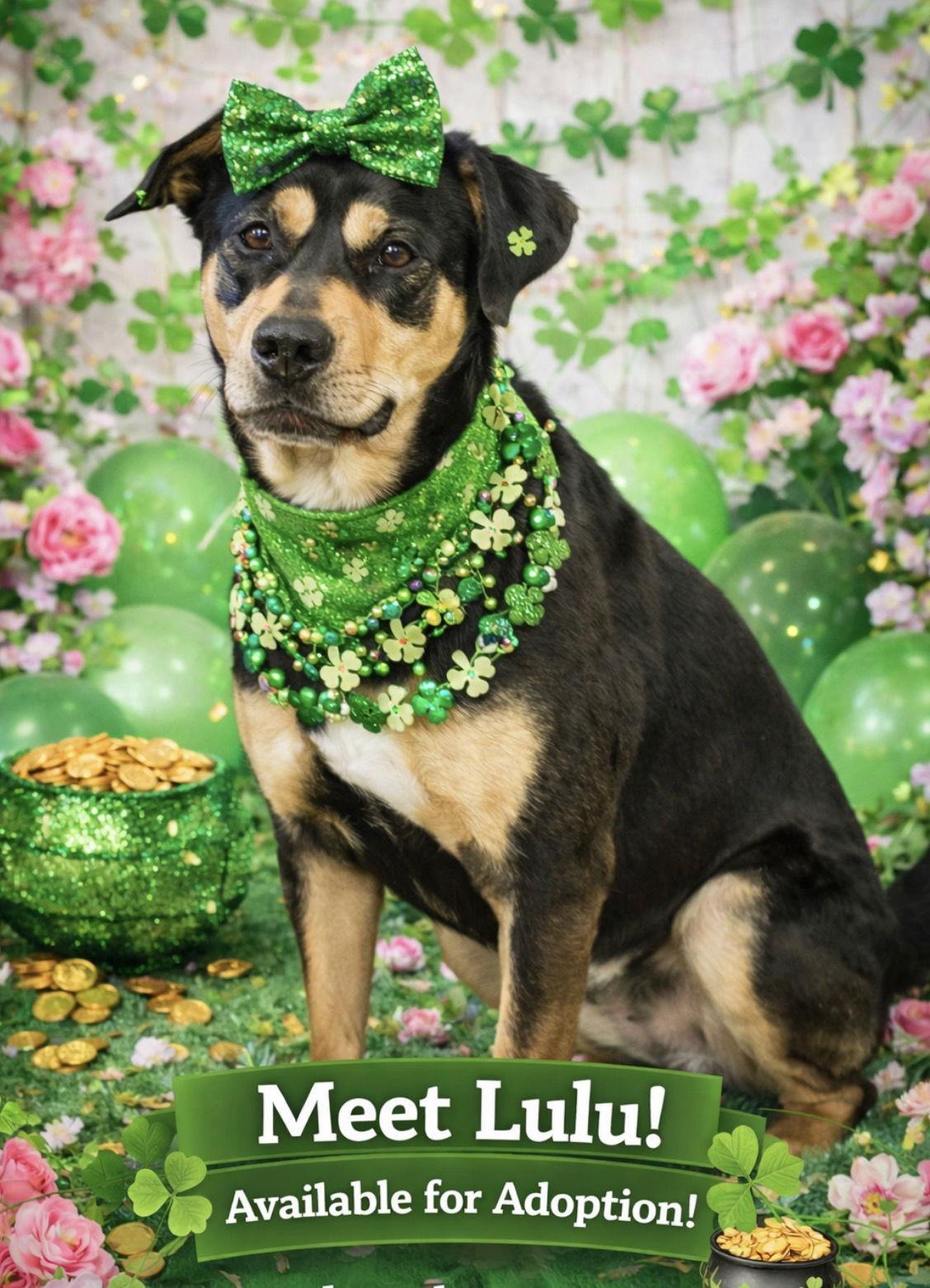 Enlarge Lulu, a Adoptable Hound in Garner, NC image 2/3