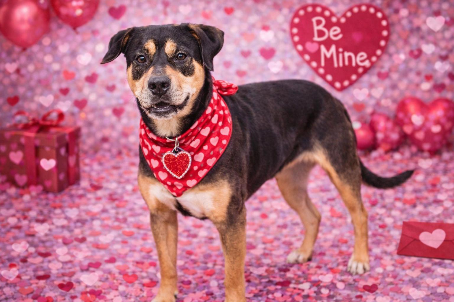 Enlarge Lulu, a Adoptable Hound in Garner, NC image 3/3