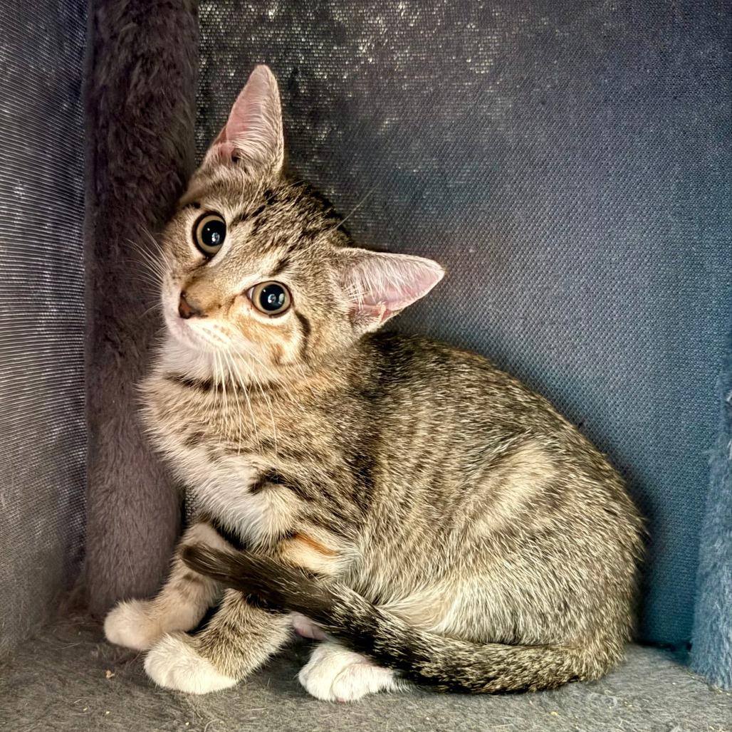 Brownie, Adoptable, Kitten Female Domestic Short Hair.