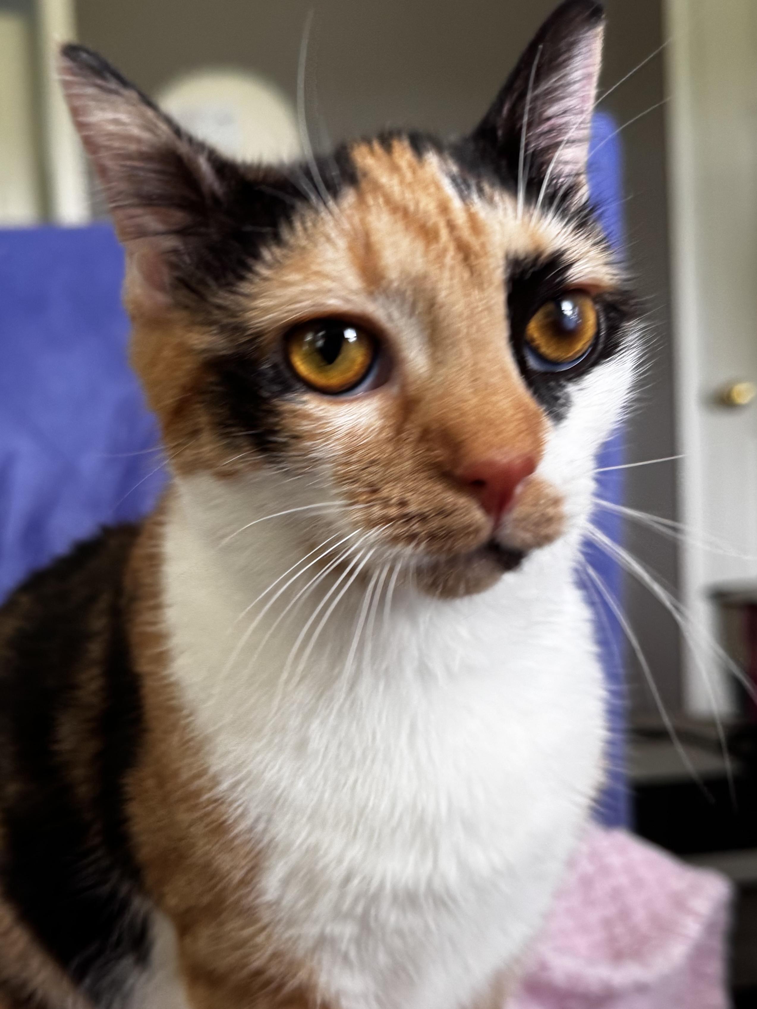 Toffee, Adoptable, Young Female Domestic Short Hair & Calico.