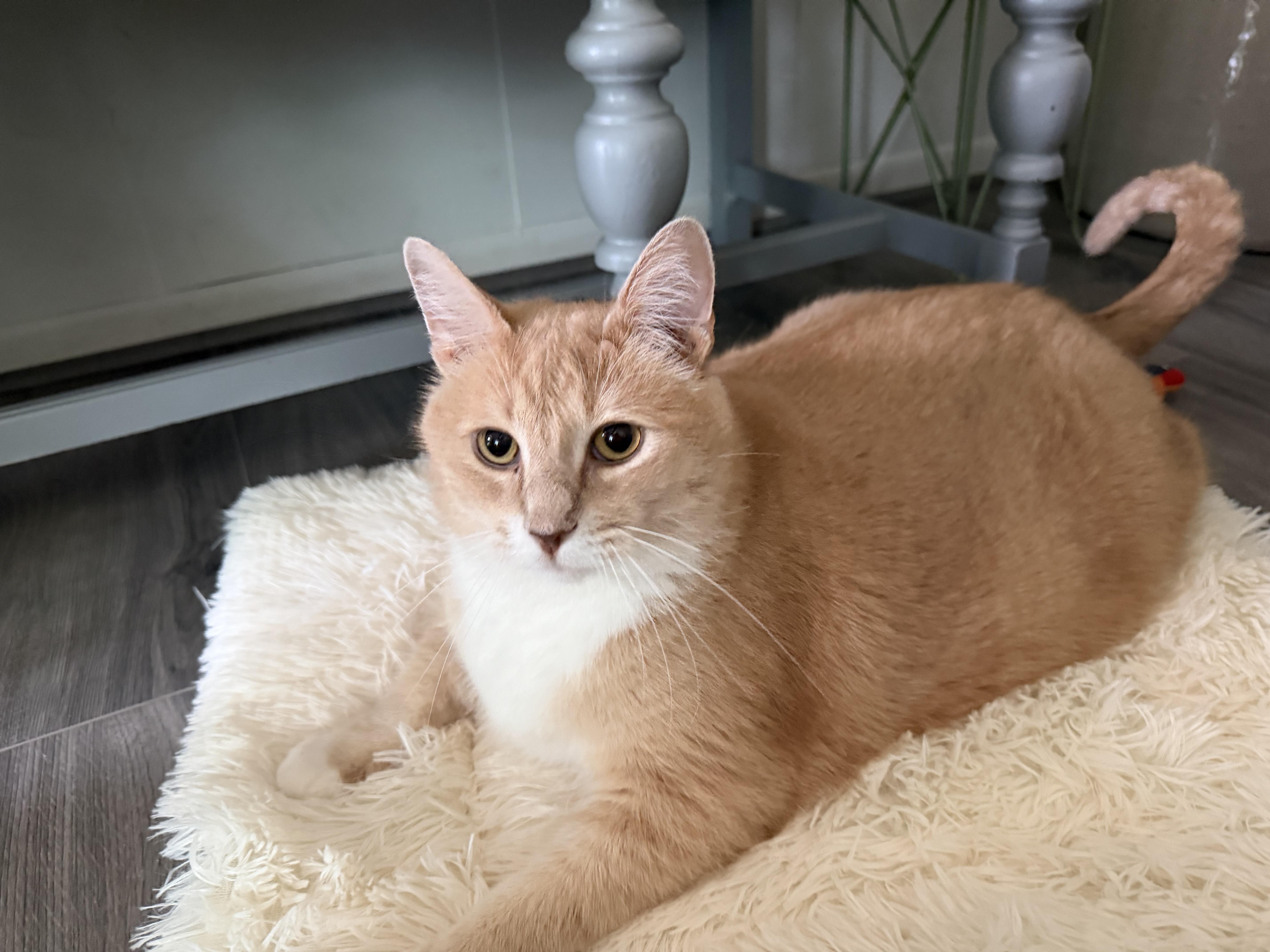 Big Al, Adoptable, Adult Male Domestic Short Hair.