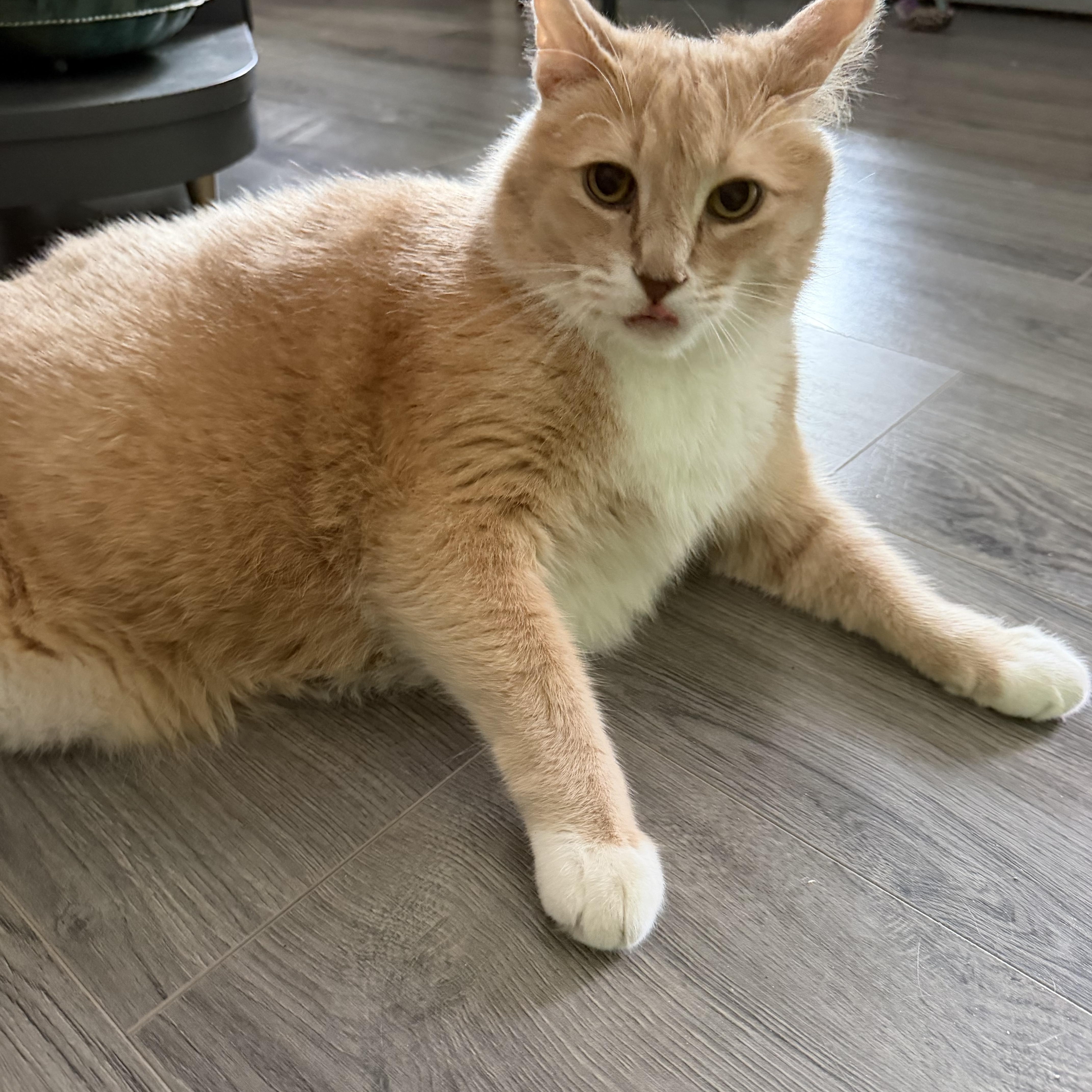 Big Al, a Adoptable Domestic Short Hair in Chisholm, MN image 2/4