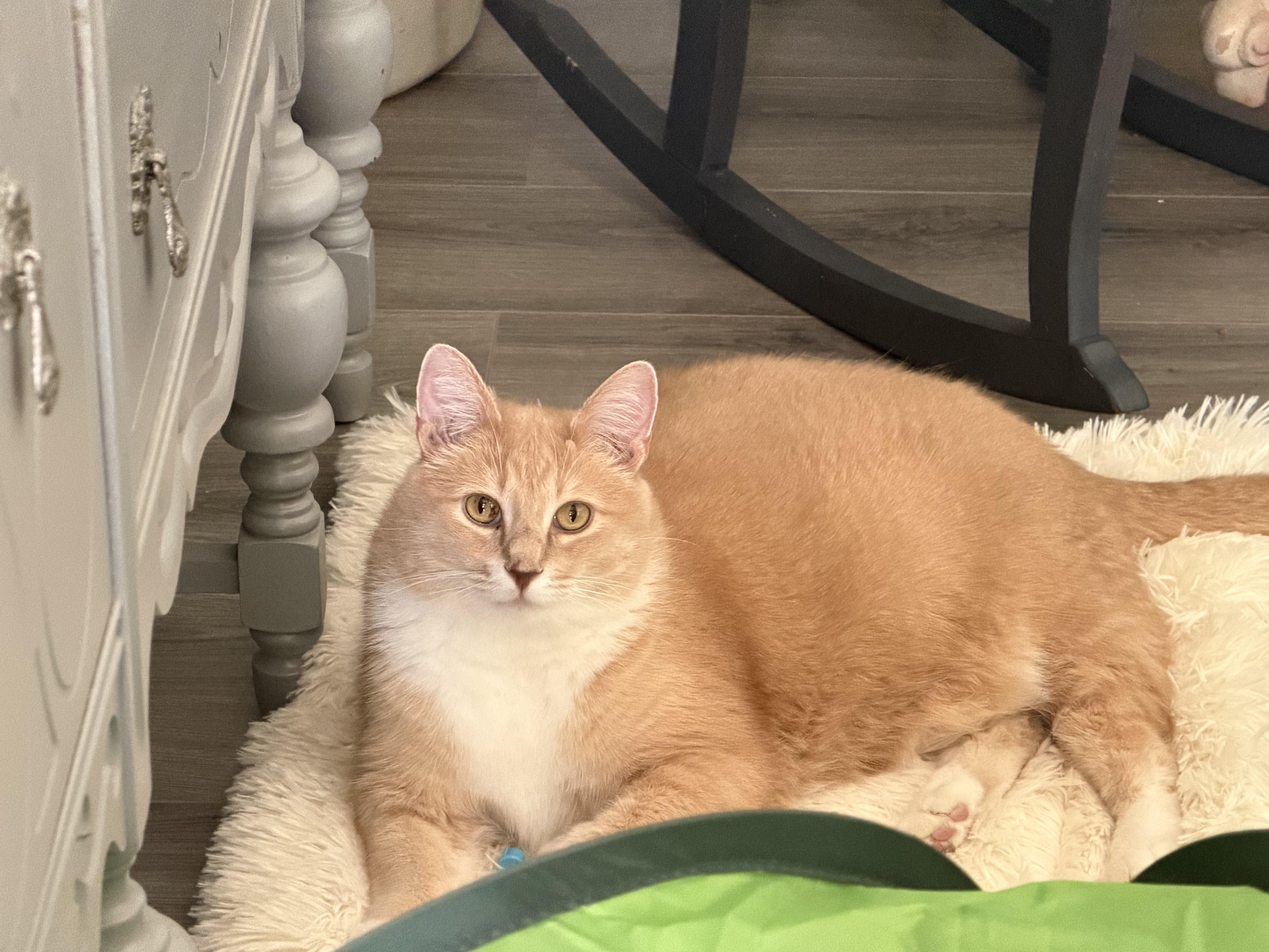 Big Al, a Adoptable Domestic Short Hair in Chisholm, MN image 3/4