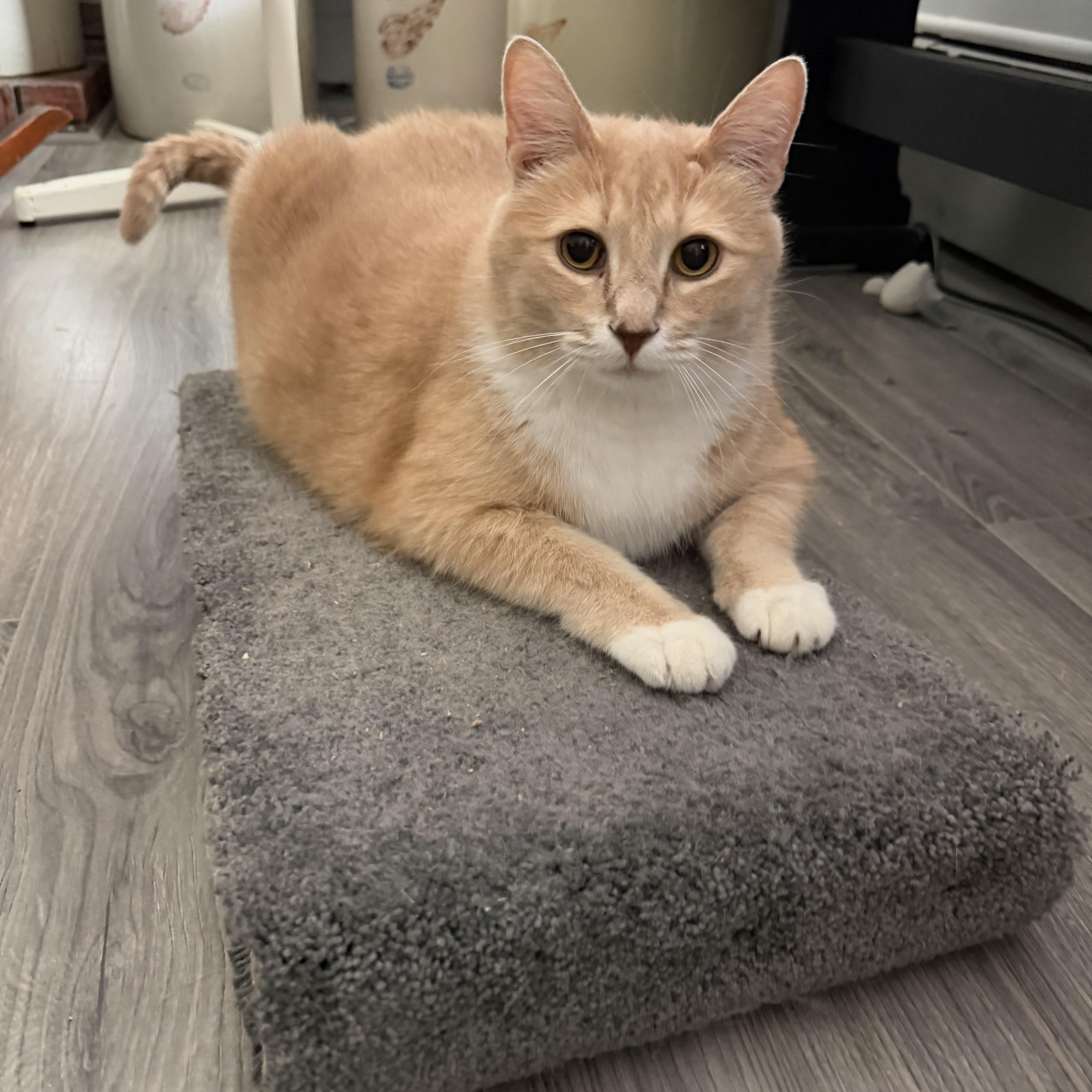 Big Al, a Adoptable Domestic Short Hair in Chisholm, MN image 4/4