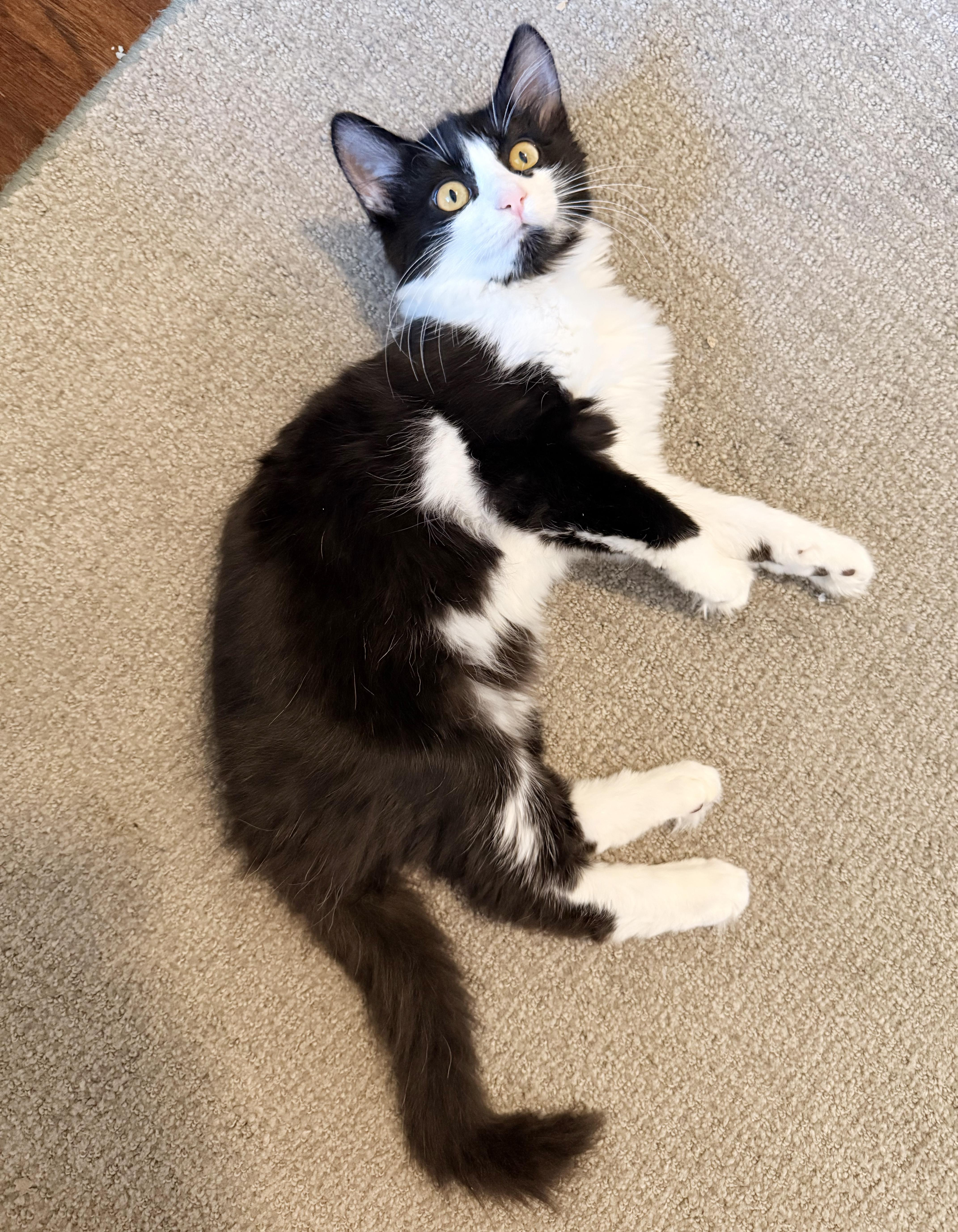 Enlarge Jinx, a Adoptable Domestic Medium Hair in Parkville, MO image 5/6