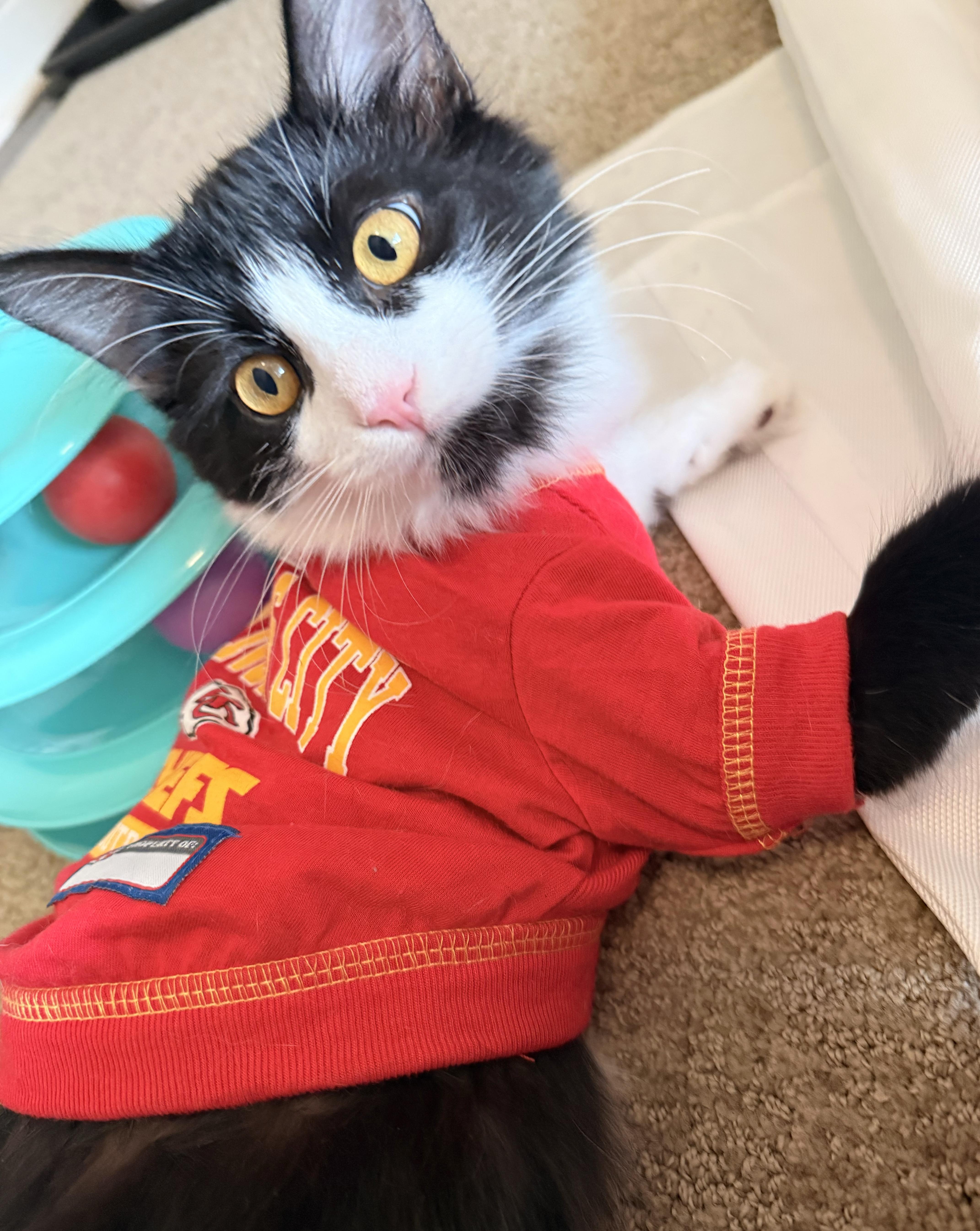 Jinx, Adoptable, Kitten Male Domestic Medium Hair.