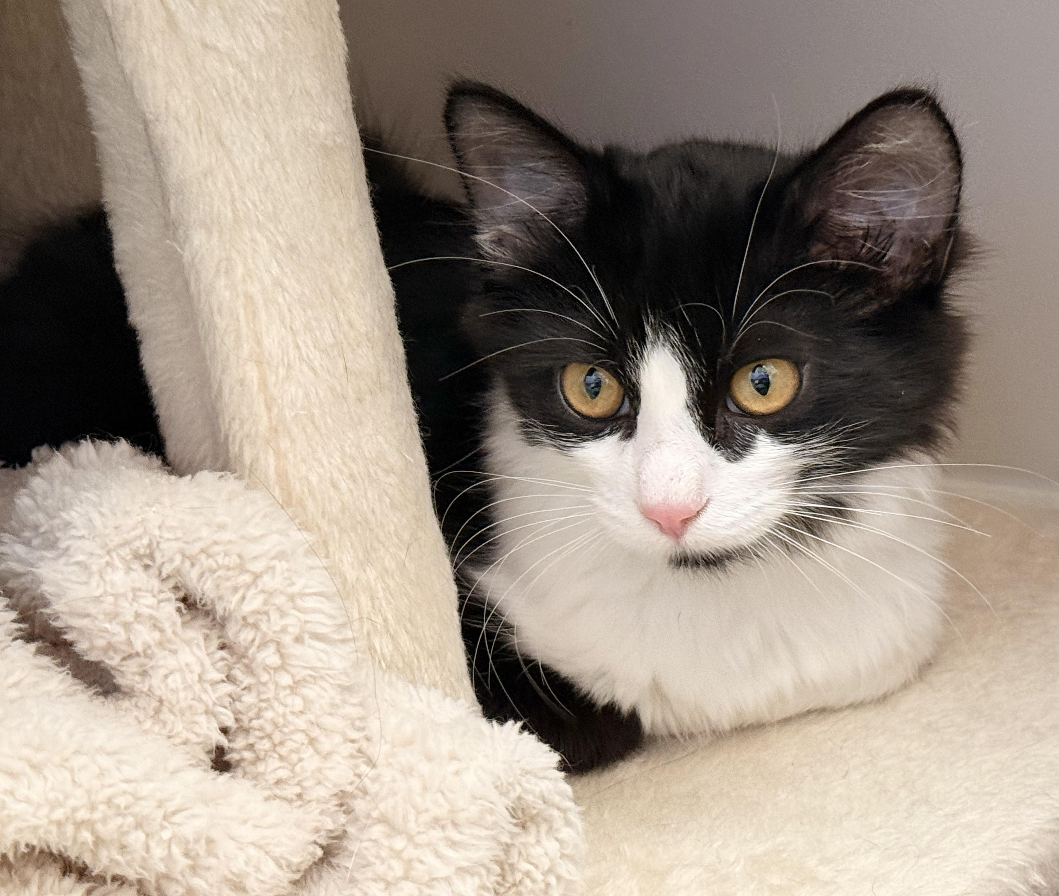 Enlarge Jinx, a Adoptable Domestic Medium Hair in Parkville, MO image 4/6