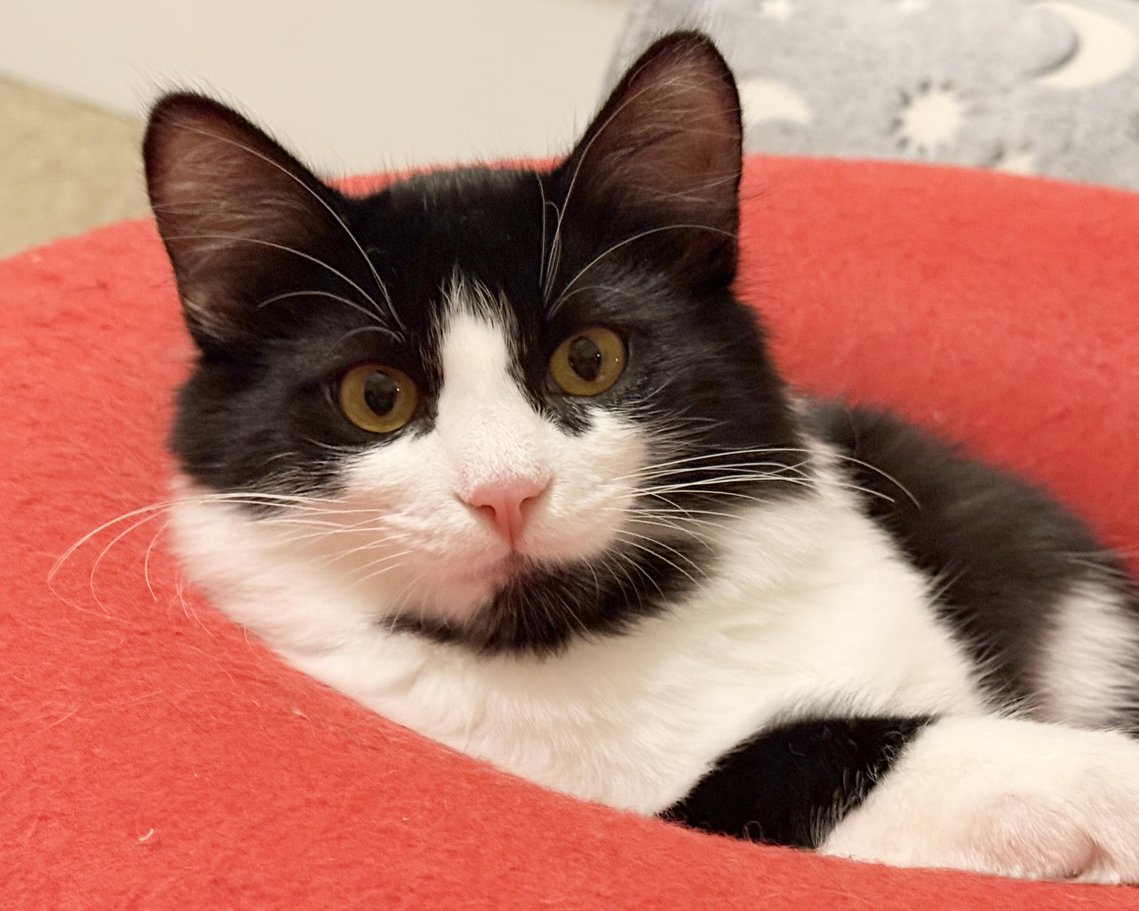 Jinx, Adoptable, Kitten Male Domestic Medium Hair.