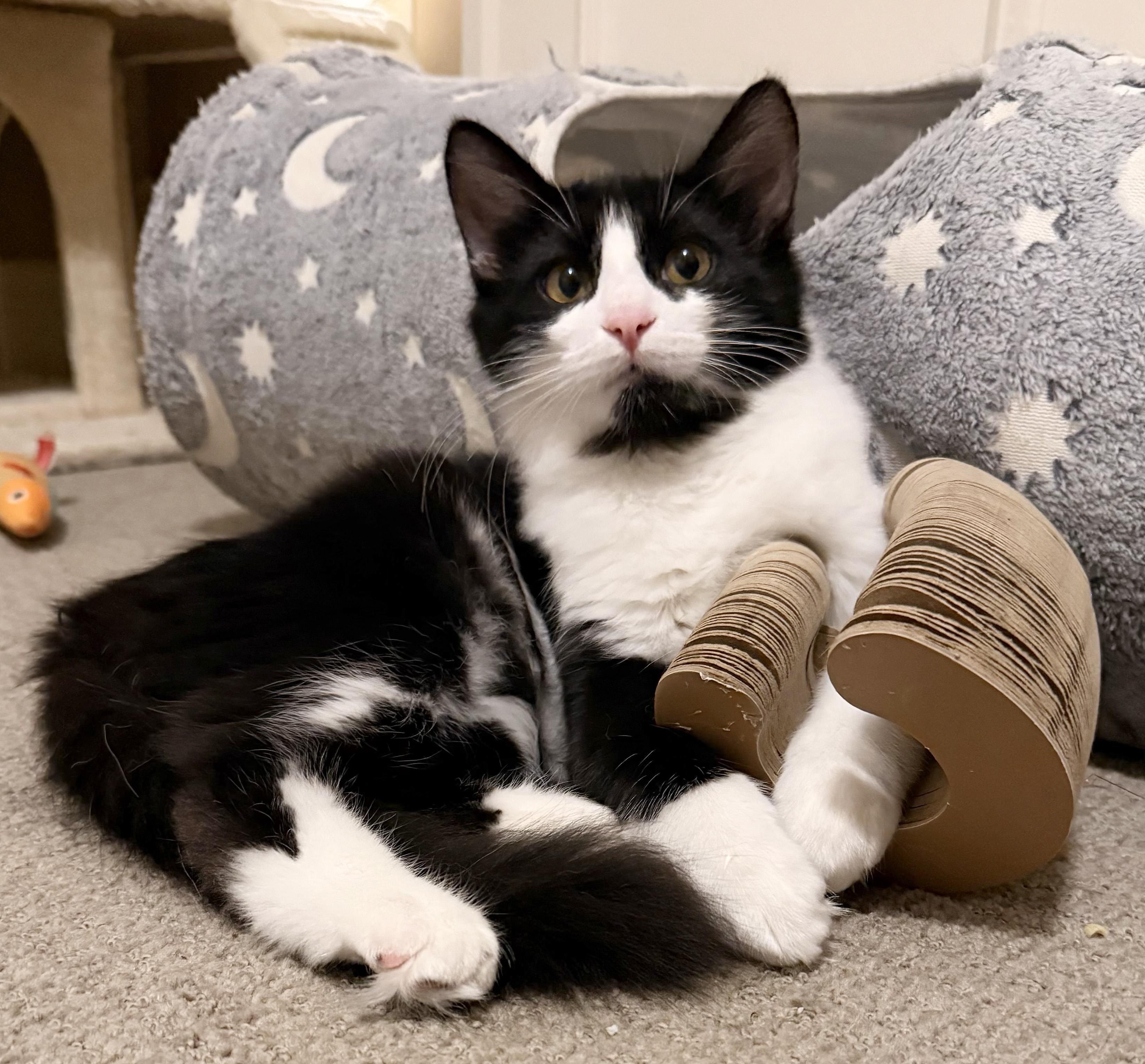 Enlarge Jinx, a Adoptable Domestic Medium Hair in Parkville, MO image 2/6