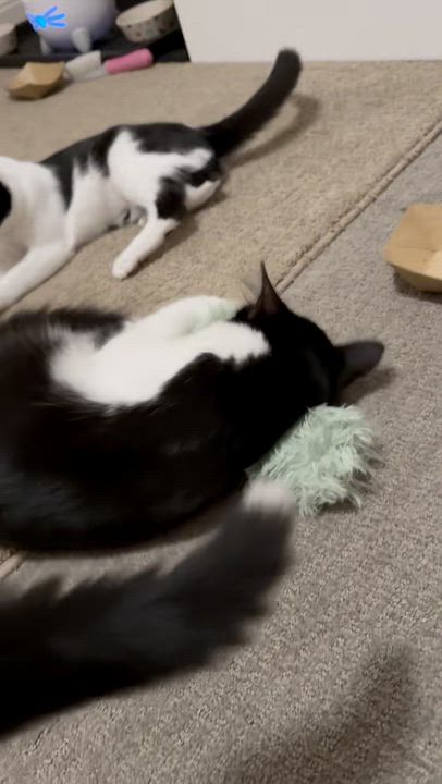 Enlarge Jinx, a Adoptable Domestic Medium Hair in Parkville, MO video 6/6