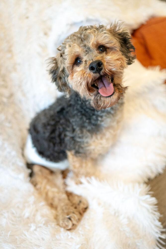 Enlarge Bentley, a Adoptable mixed breed in Wake Forest, NC image 1/6