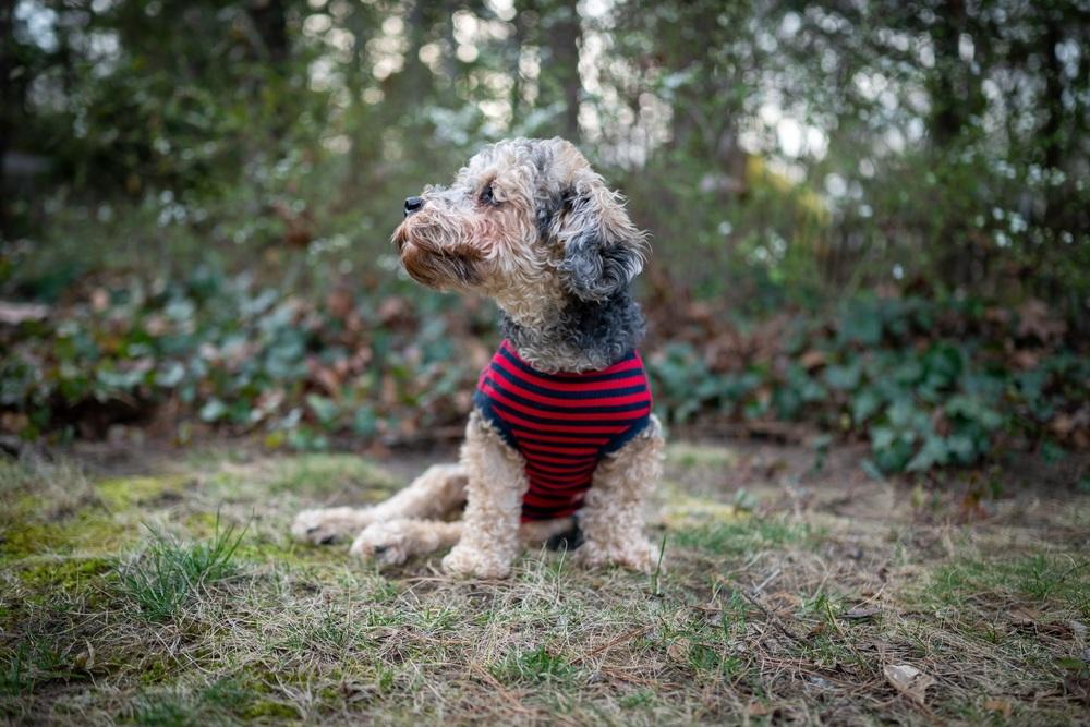 Enlarge Bentley, a Adoptable mixed breed in Wake Forest, NC image 2/6