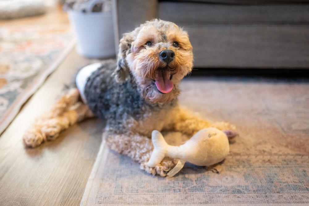 Enlarge Bentley, a Adoptable mixed breed in Wake Forest, NC image 3/6