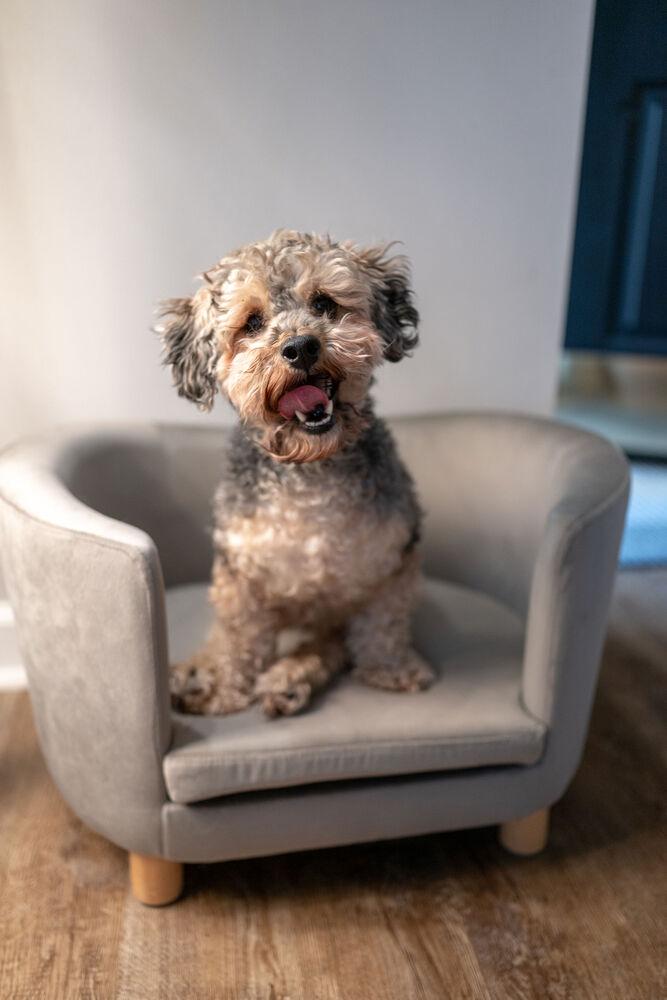 Enlarge Bentley, a Adoptable mixed breed in Wake Forest, NC image 4/6