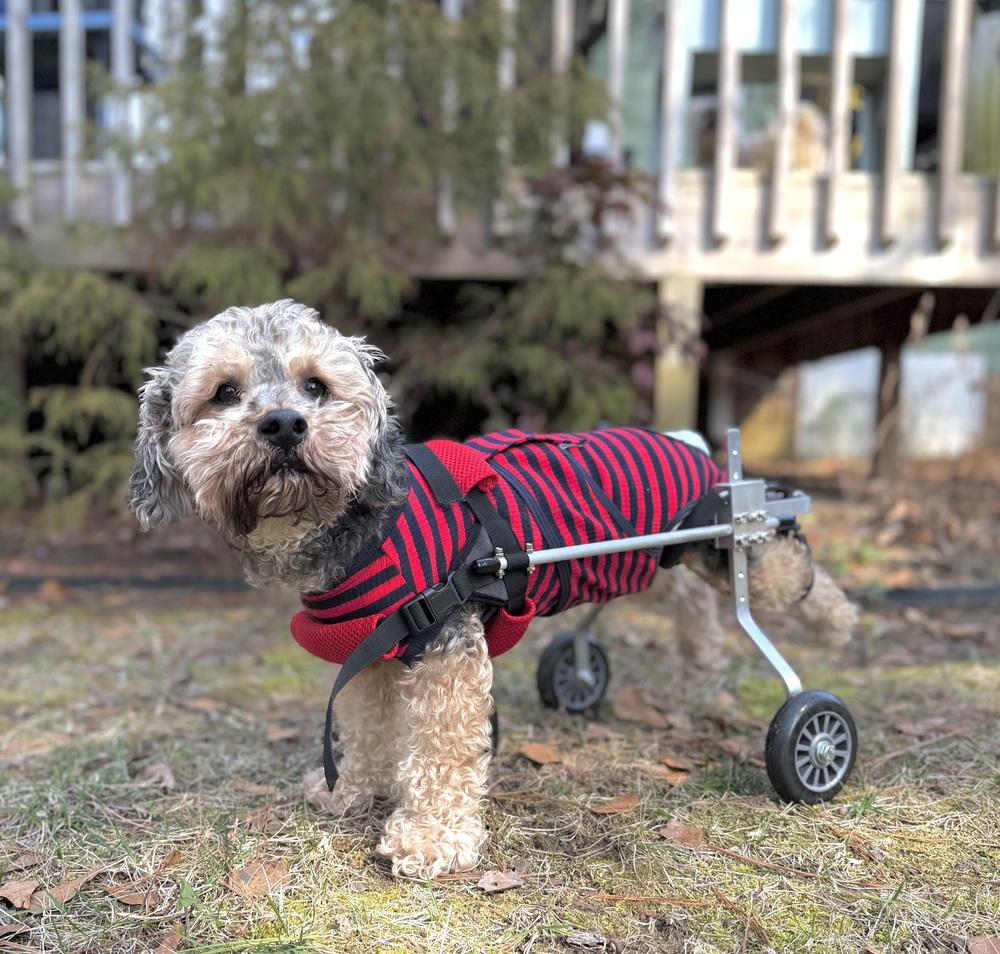 Enlarge Bentley, a Adoptable mixed breed in Wake Forest, NC image 5/6