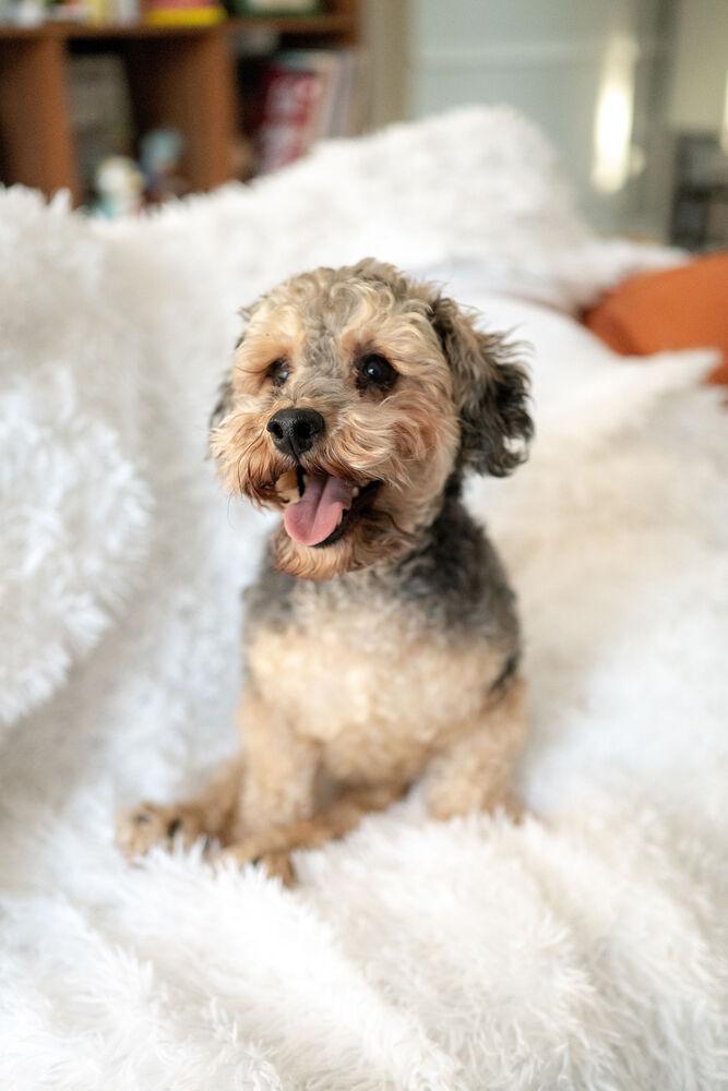 Enlarge Bentley, a Adoptable mixed breed in Wake Forest, NC image 6/6