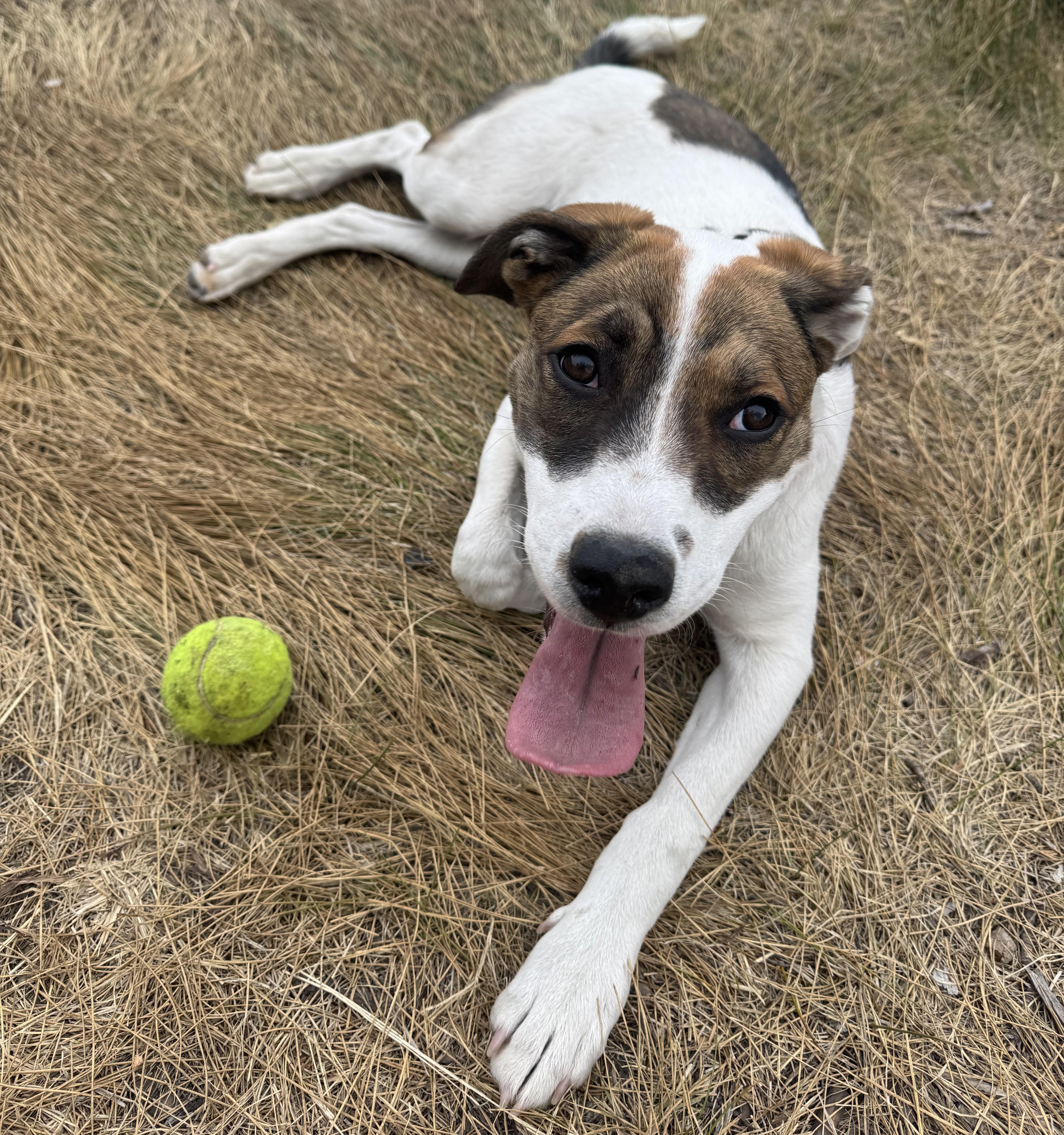 Hazel, a ADOPTABLE mixed breed in Bend, OR image 3/5