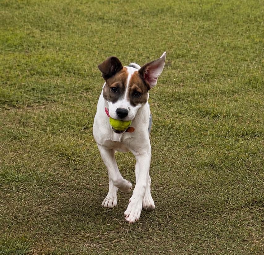 Hazel, a ADOPTABLE mixed breed in Bend, OR image 2/5