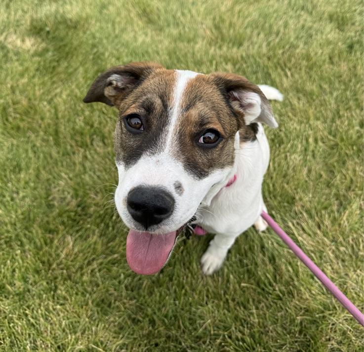 Hazel, a ADOPTABLE mixed breed in Bend, OR image 5/5