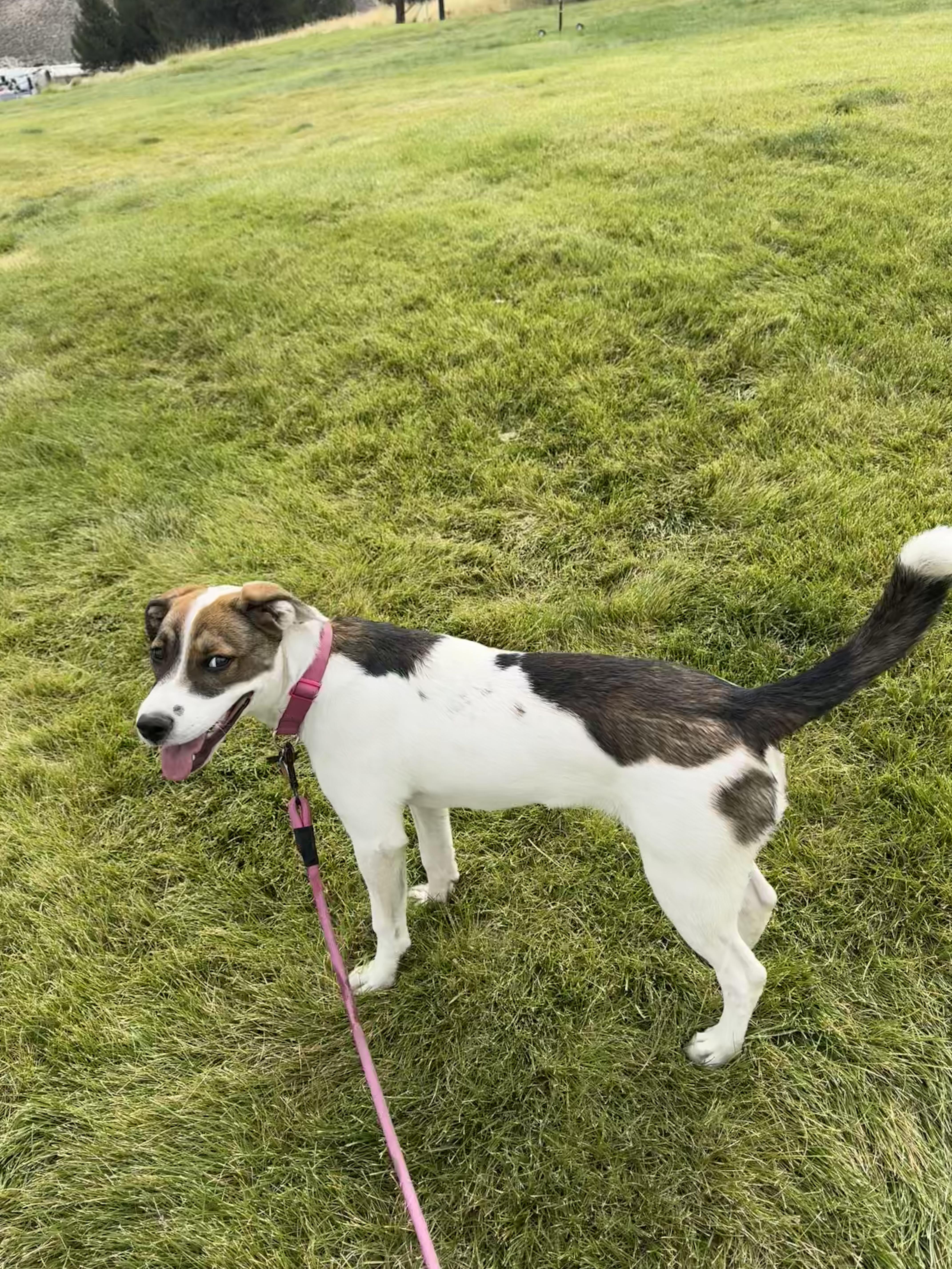 Hazel, a ADOPTABLE mixed breed in Bend, OR image 4/5