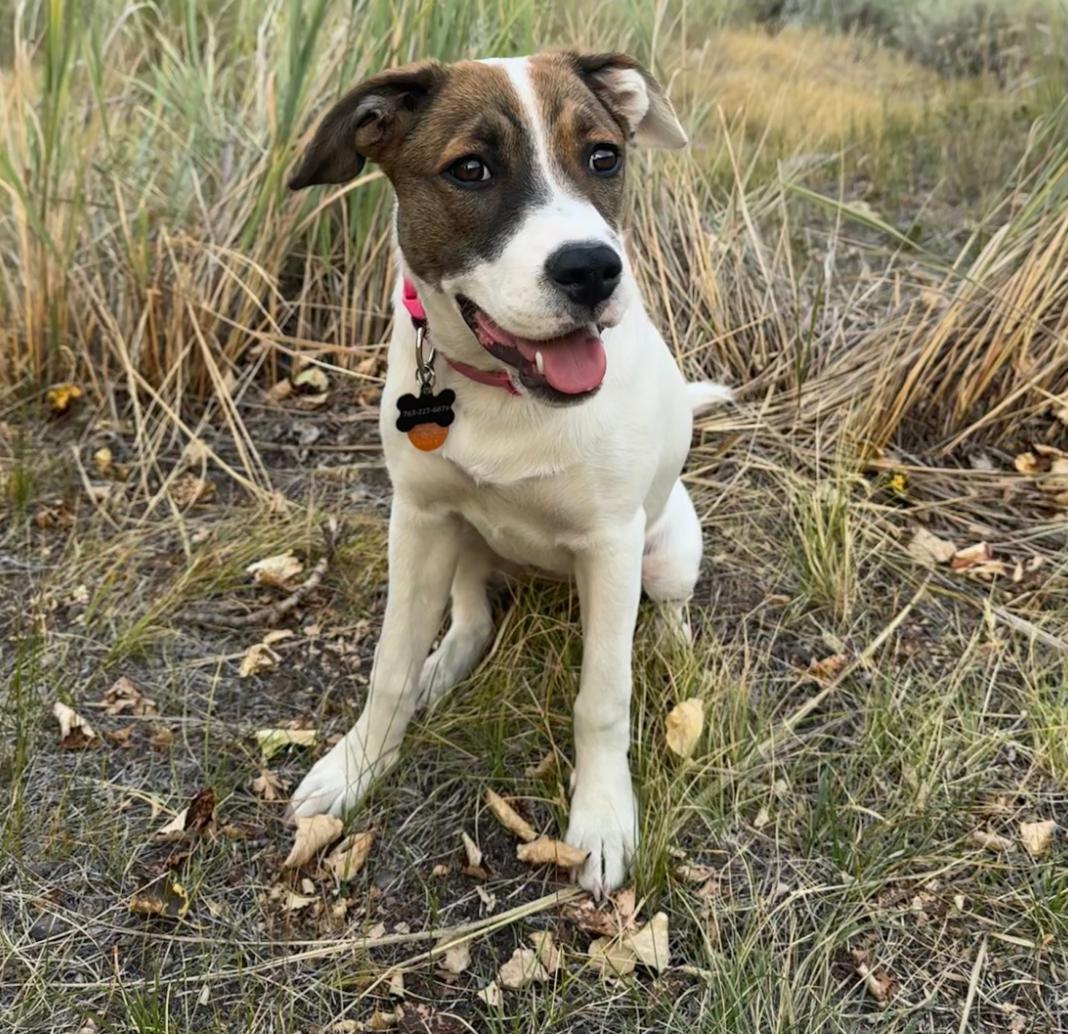 Hazel, ADOPTABLE, Puppy Female Catahoula Leopard Dog & Hound.