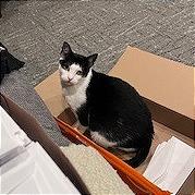 Ella, Adoptable, Adult Female Domestic Short Hair.