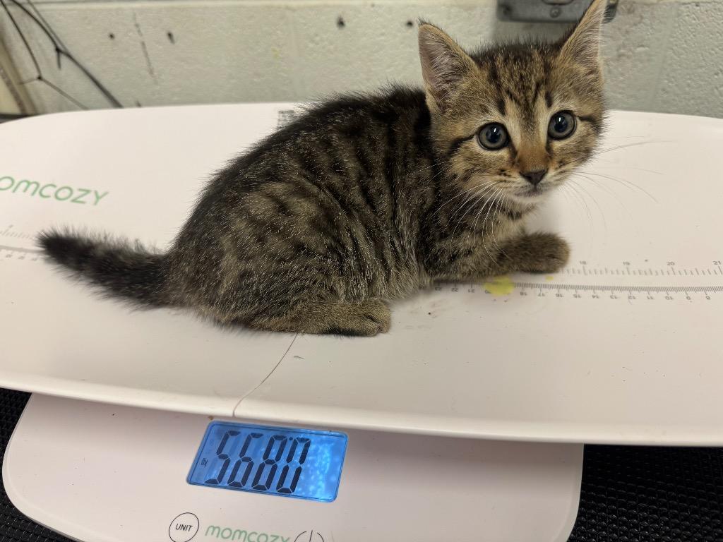 Crest-Adoptable Awaiting S/N, Adoptable, Kitten Male Domestic Short Hair.