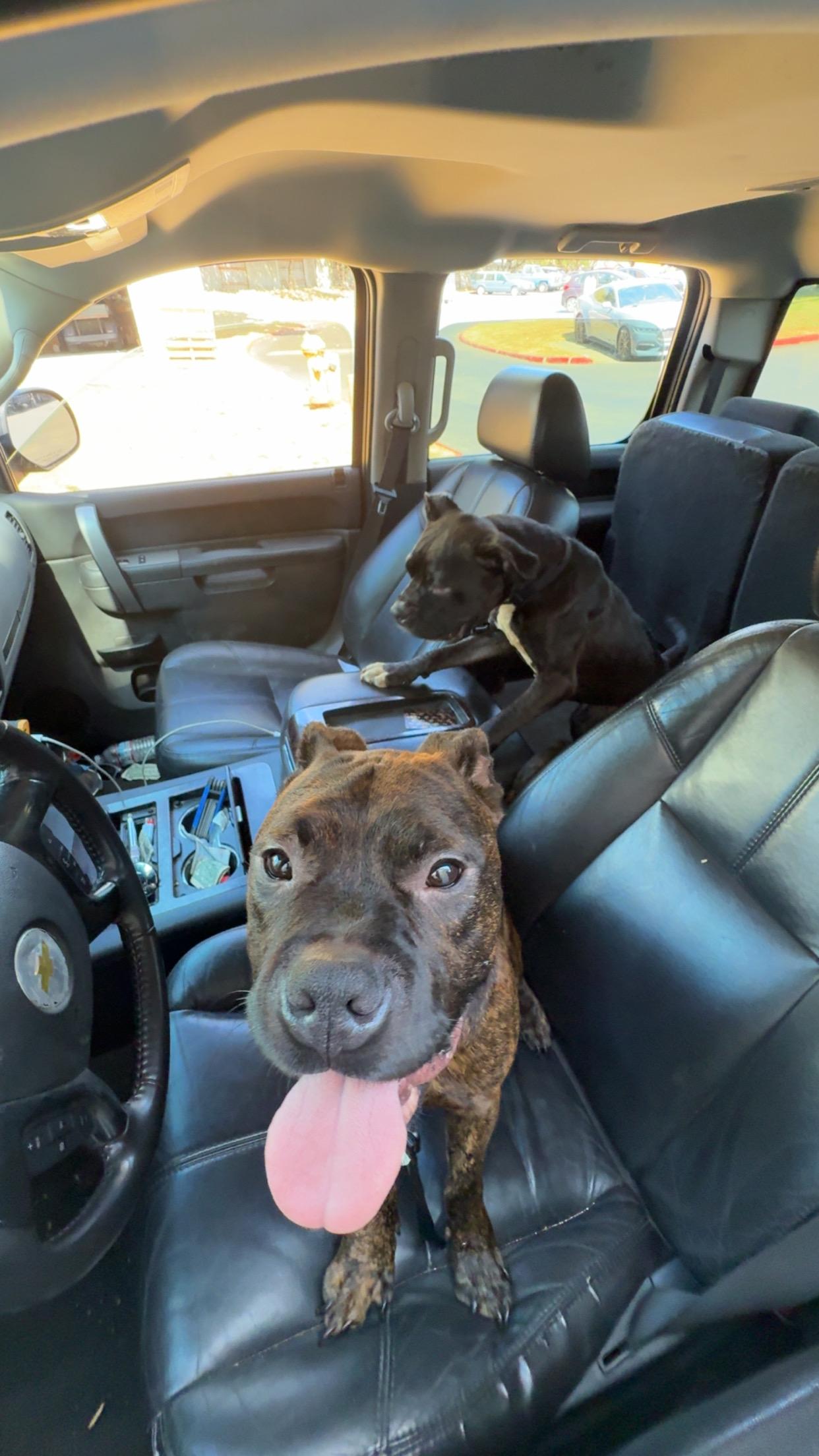 Enlarge Bear and Daisy, a ADOPTABLE mixed breed in CLINTON, WA image 2/3