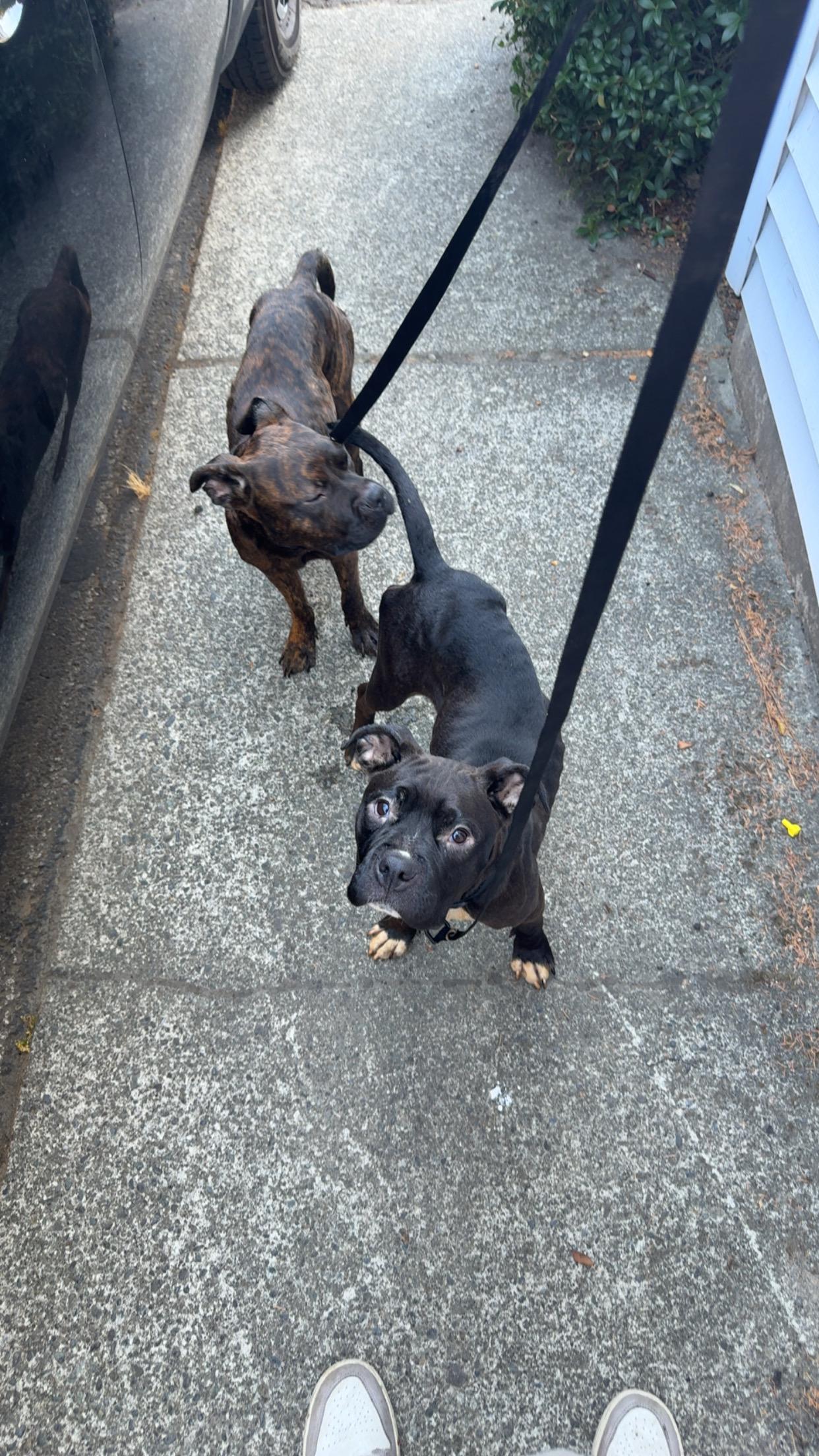 Enlarge Bear and Daisy, a ADOPTABLE mixed breed in CLINTON, WA image 1/3