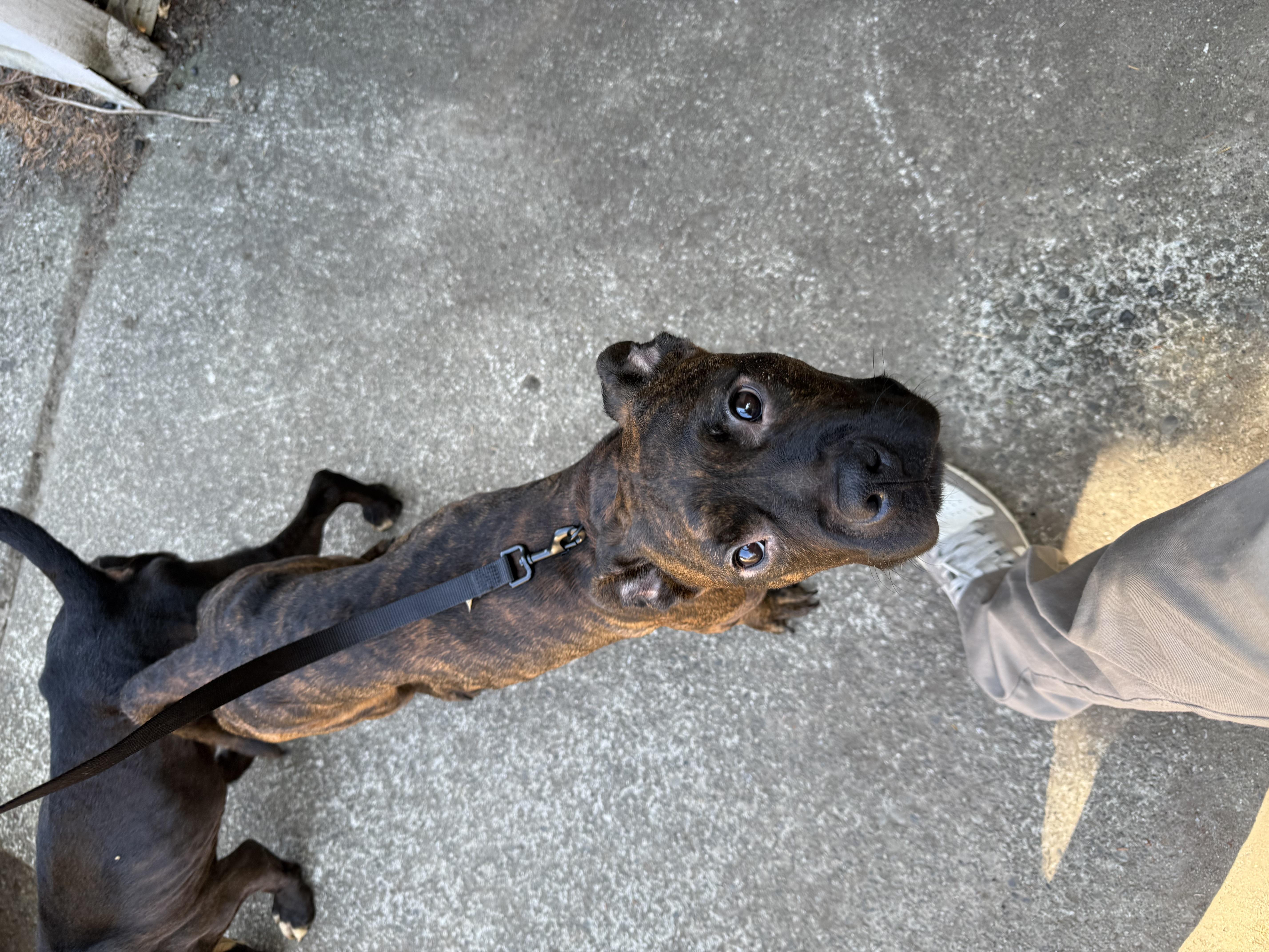 Enlarge Bear and Daisy, a ADOPTABLE mixed breed in CLINTON, WA image 3/3